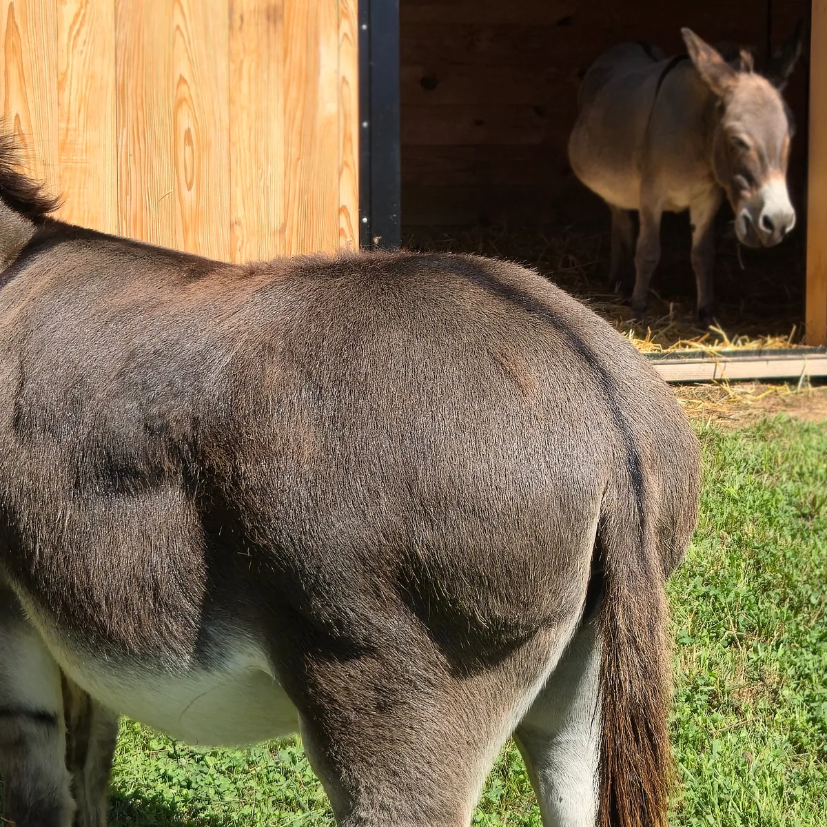 A donkey at Historic Buck Run Farm