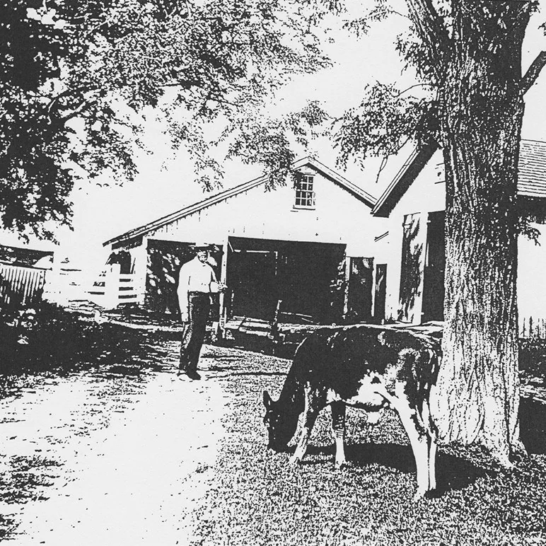Farmer with cow at historic Buck Run barn